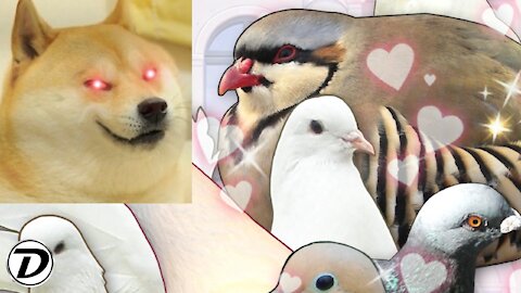 Duke Plays Hatoful Boyfriend