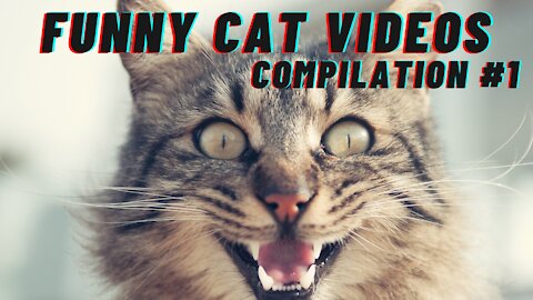 Funny CATS Video || Compilation #1