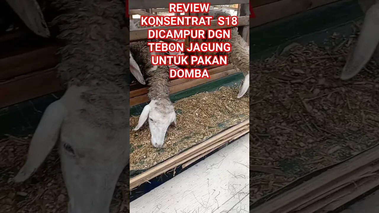 LEBIH RAKUS DAN LAHAP DENGAN CAMPURAN KONSENTRAT S18 #shortvideo #ternakdomba