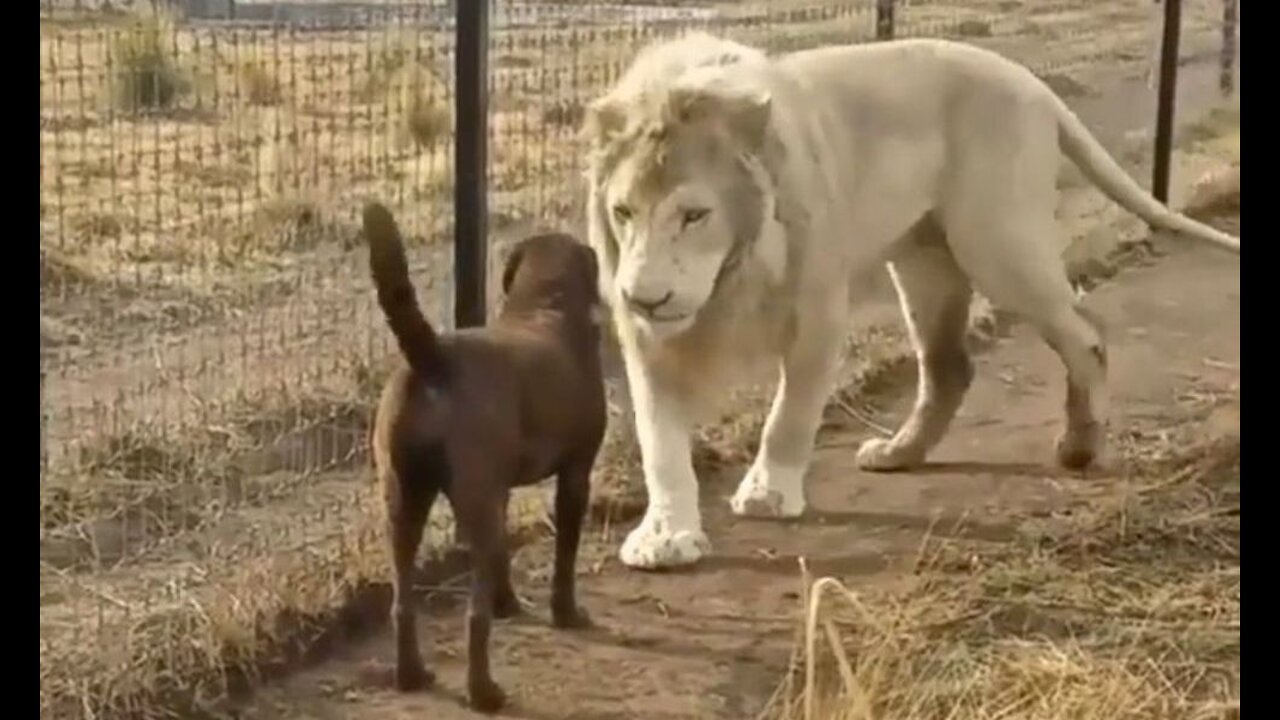 The dog and the lion