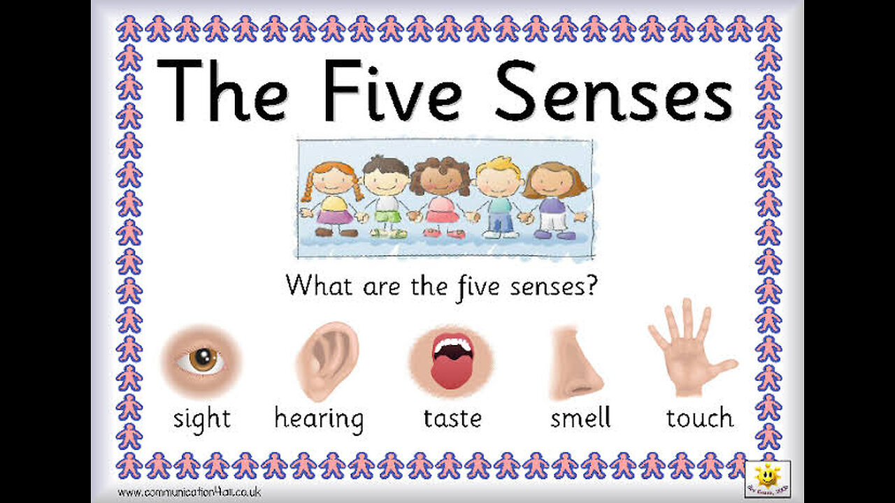 My five senses