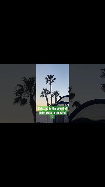 Backyard #asmr palm trees in the wind #lasvegas