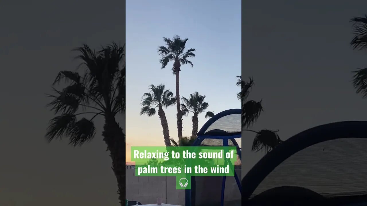 Backyard #asmr palm trees in the wind #lasvegas
