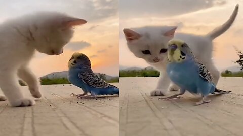 MY CAT PLAY WITH LOVELY PARROT 🦜🦜🦜🦜🦜🦜🐱🐱🐱🐱🐱🐱