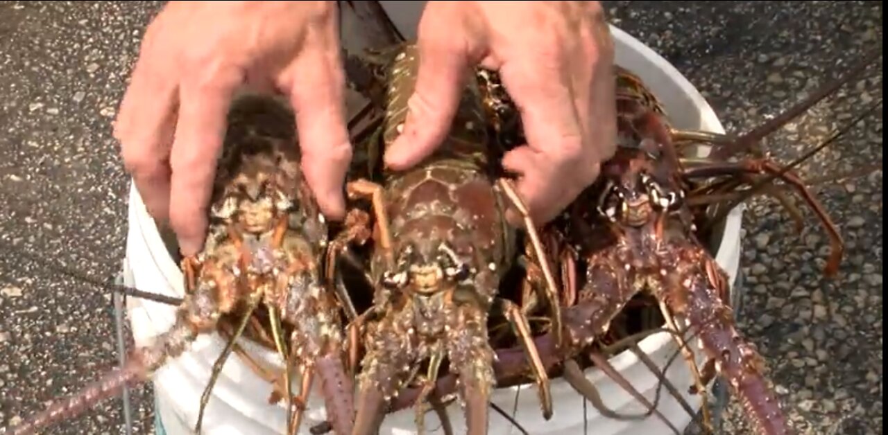 Rules to follow during spiny lobster mini-season