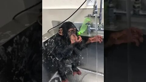 Morning routines 🚿🐒