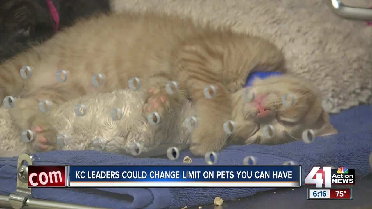 City leaders could change limit on number of pets you can have