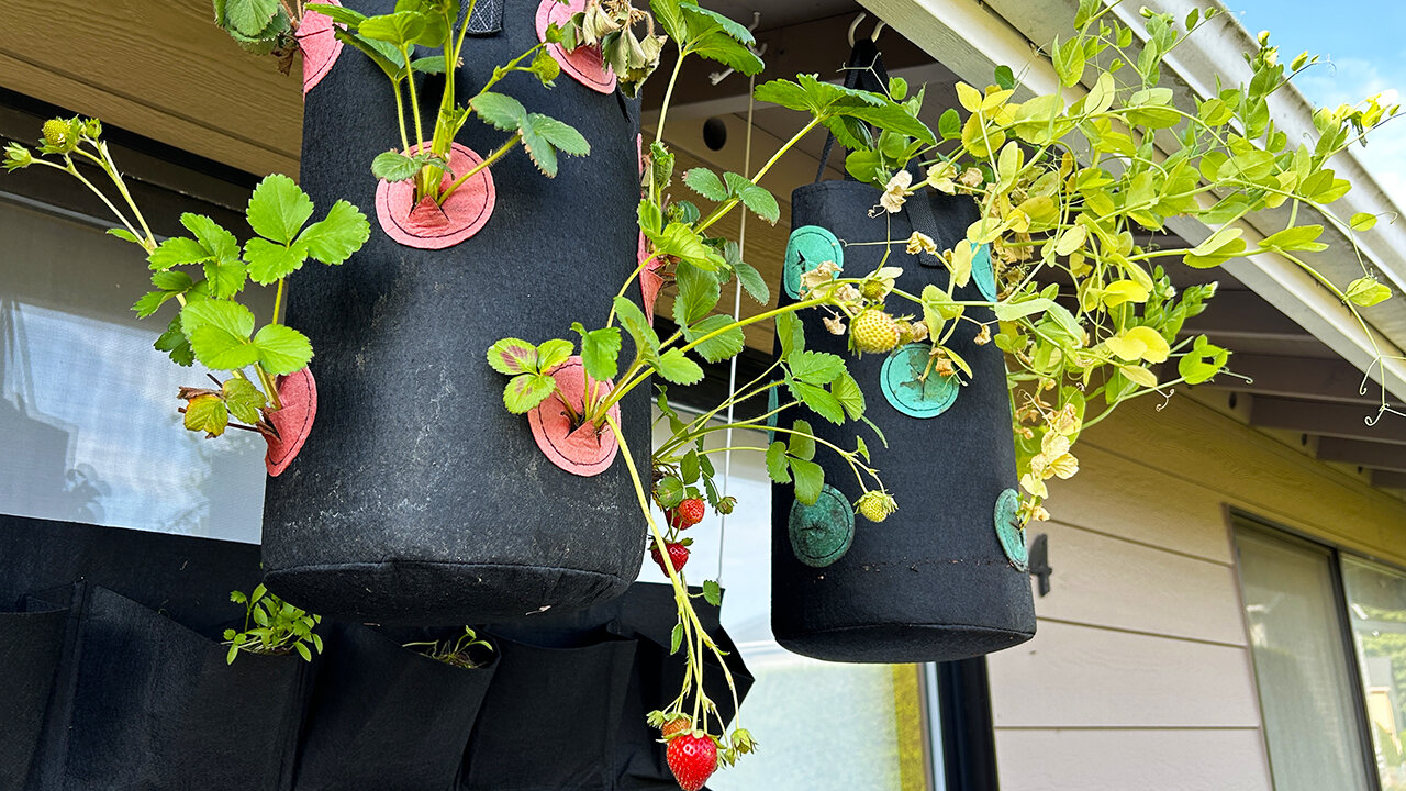 Strawberries & Peas | Hanging Grow Bags Review