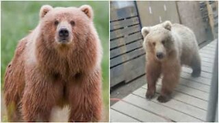 Orso fa visita a dei lavoratori in Alaska