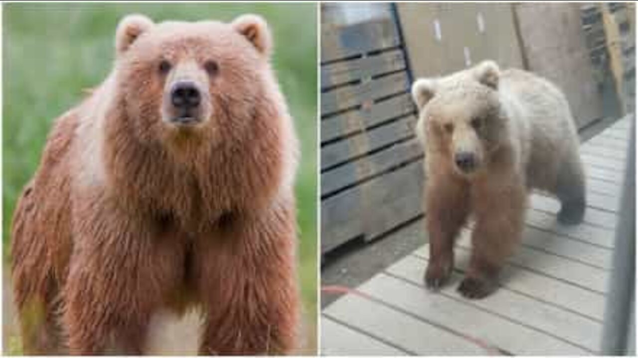 Orso fa visita a dei lavoratori in Alaska