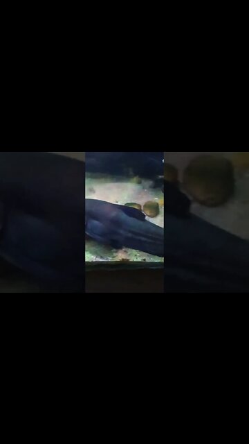 Big fish resting 🤪