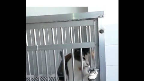 [Must Watch!] Cute Cats playing with their owners compilation