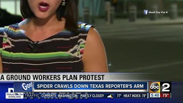 Spider crawls down reporter's arm