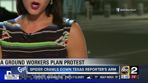 Spider crawls down reporter's arm