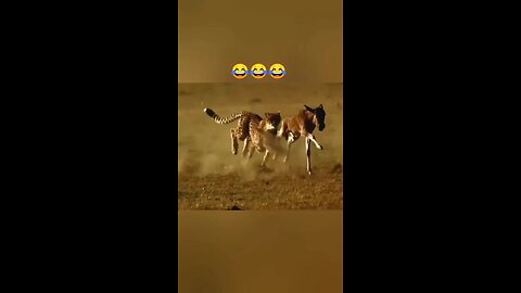 funny animal videos