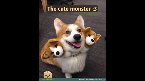 angry funny cats and dogs compiliation