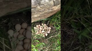 Guinea fowl nest