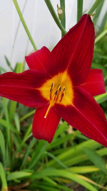Flowers and plants from the garden