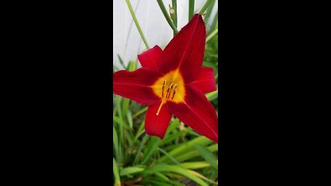 Flowers and plants from the garden