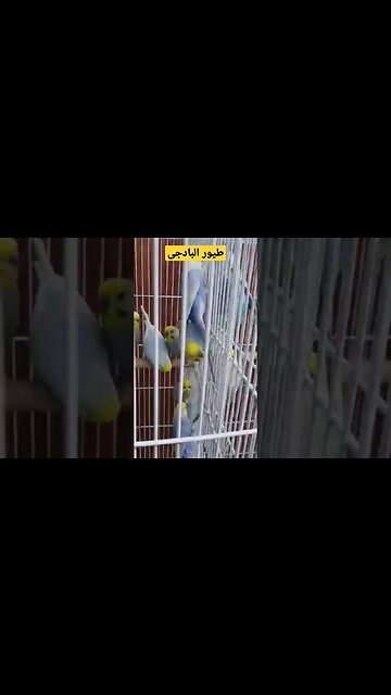 طيور البادجى هوكو كيوت روعة مرحبا