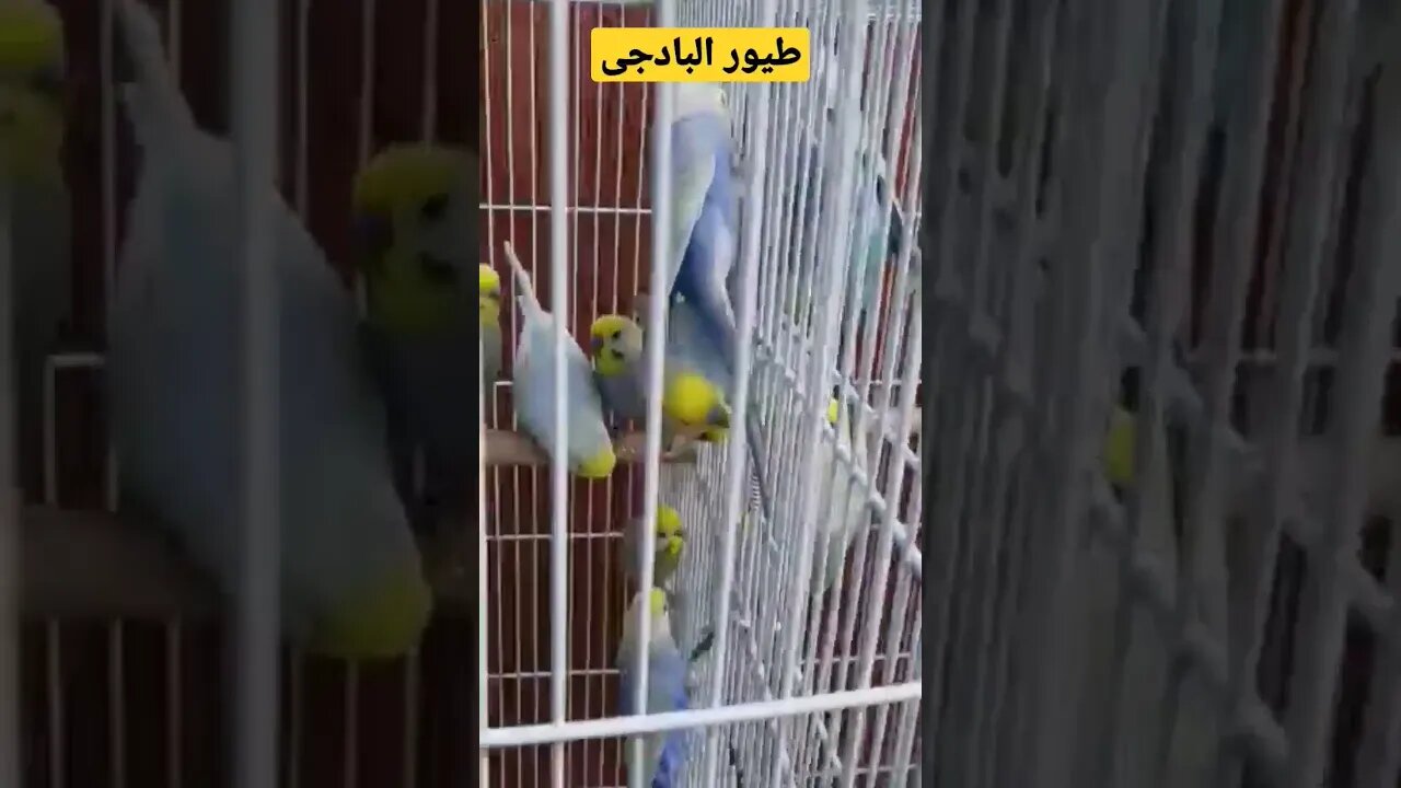 طيور البادجى هوكو كيوت روعة مرحبا