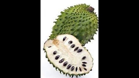 Baby- Daddy Harvesting Sour Sop “Guyabano” Fruit Prickly Tropical Fruit Philippines