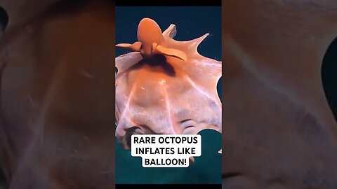 RARE OCTOPUS INFLATES LIKE BALLOON!