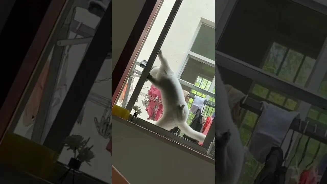 Tiktok Compilation : Laugh out loud with Hilarious Cat Antics