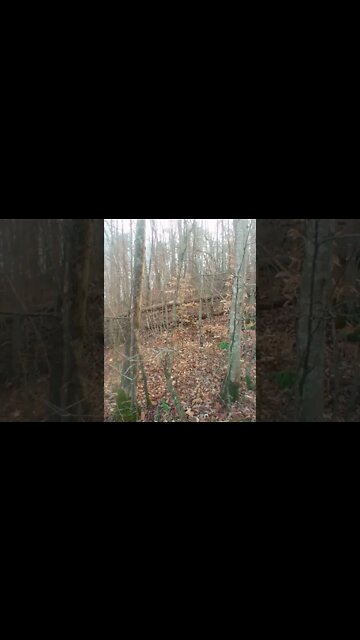 Scot Shorts #21 // Osiris Excerpt