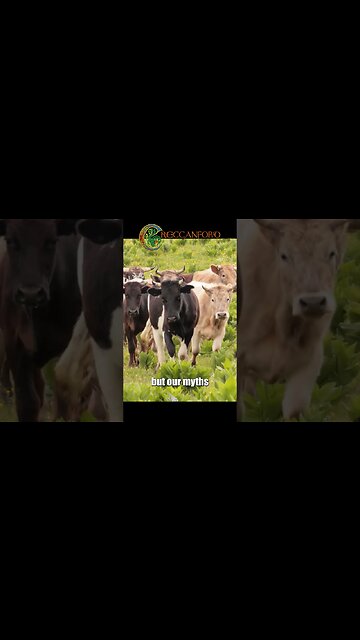 Why Dragons kidnap Princesses