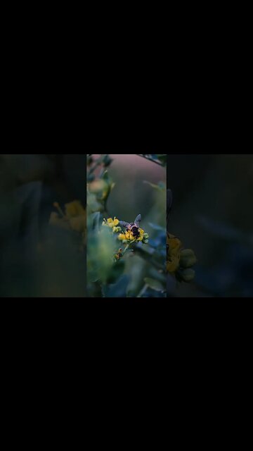 Bee Pollinating small yellow flower #bee #flowers #flower #viral #nature