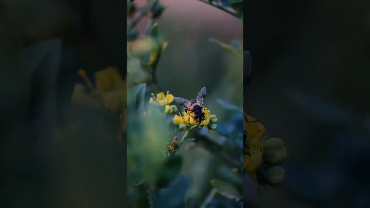 Bee Pollinating small yellow flower #bee #flowers #flower #viral #nature