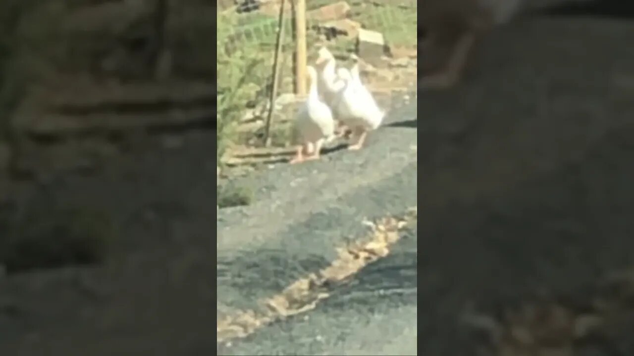 Geese follow owner’s car ❤️