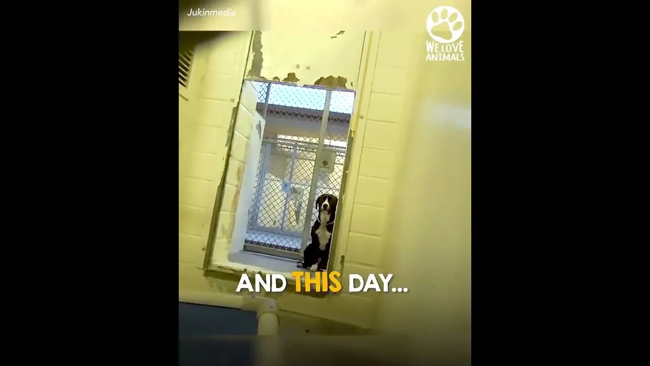 Shelter dog realizes he’s been adopted 7