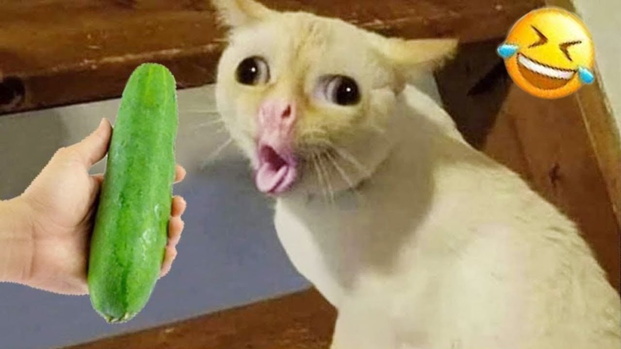 Funniest Animals π
New Funny Cats and Dogs Videos πΈπΆ Part 5