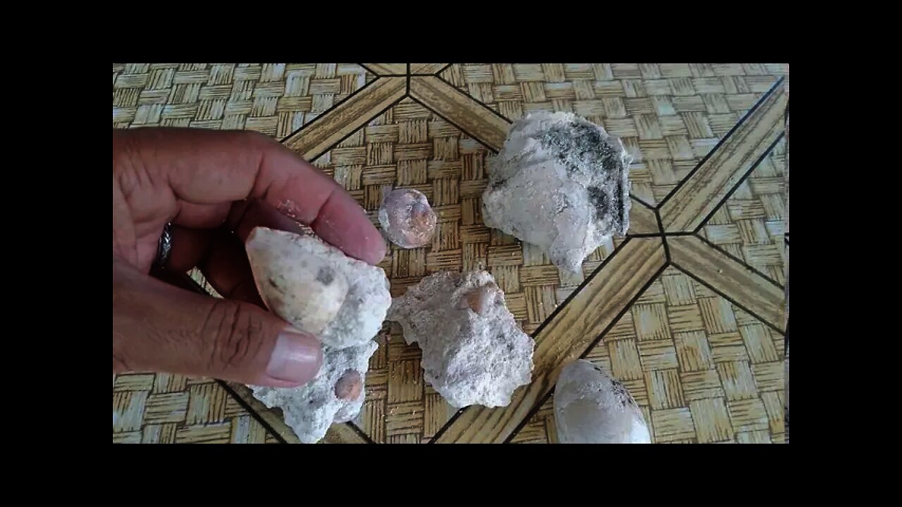 Old Sea Shells Found Under The Stone | "KingRustyNails