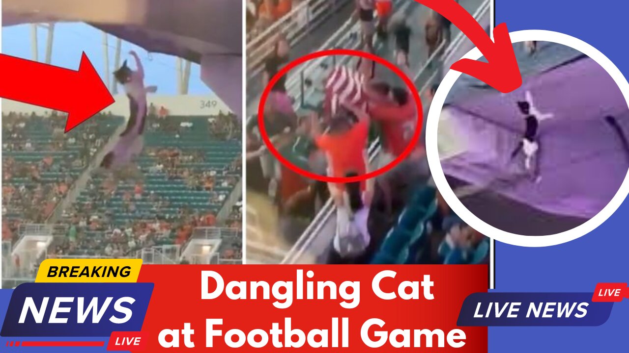 Football Fans Catch & Rescue Dangling Cat Miami Hurricanes Vs Appalachian Game at Hard Rock Stadium