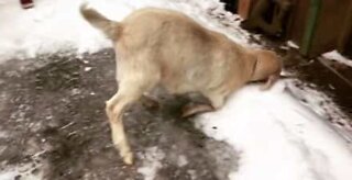 Goat slips and faceplants on icy road