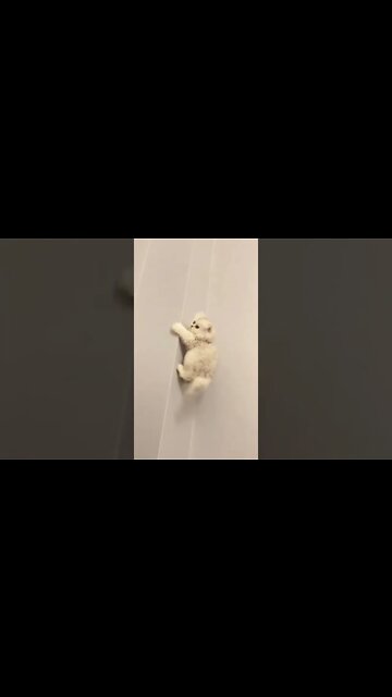 наши милые котики (5)