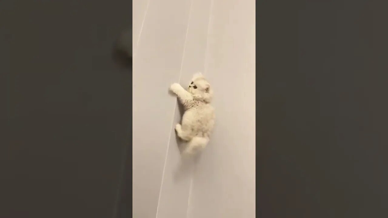 наши милые котики (5)