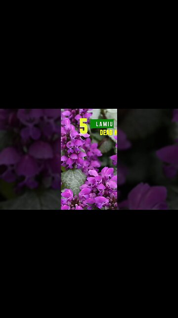 Small Space Ground Covers PREVIEW #gardening #yardcoach