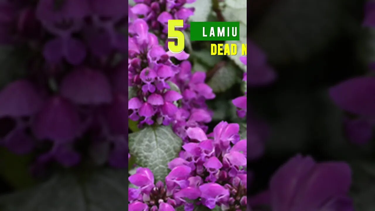 Small Space Ground Covers PREVIEW #gardening #yardcoach