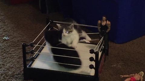 2 Kittens Wrestling WWE Style