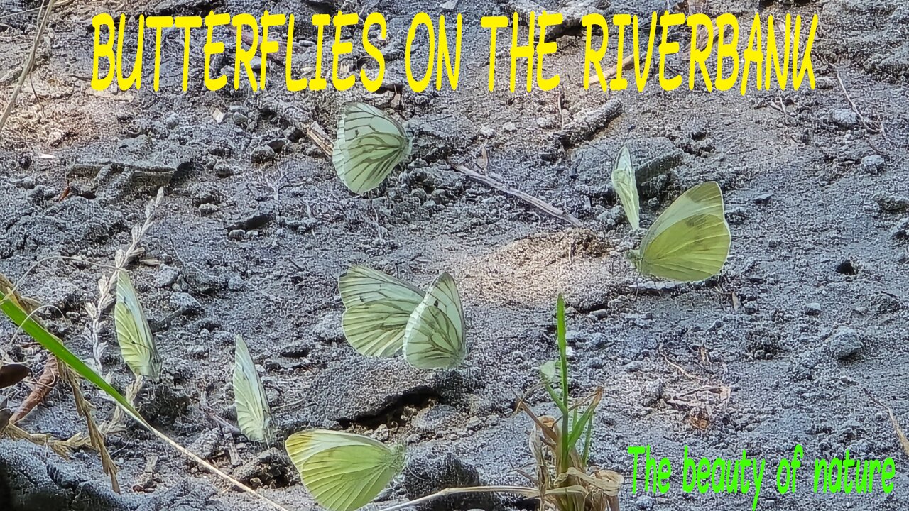 Many butterflies on a river bank / beautiful yellow insects.