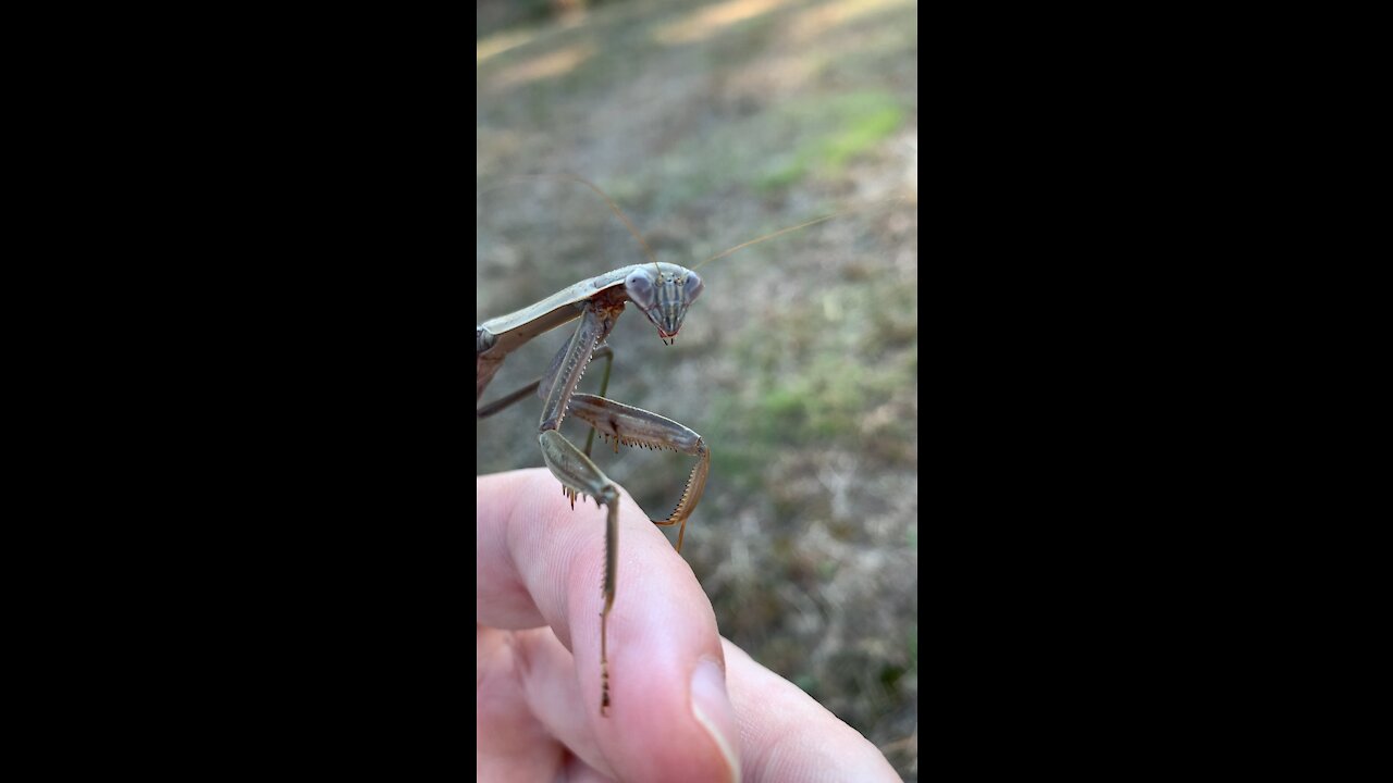 Praying Mantis closeup.