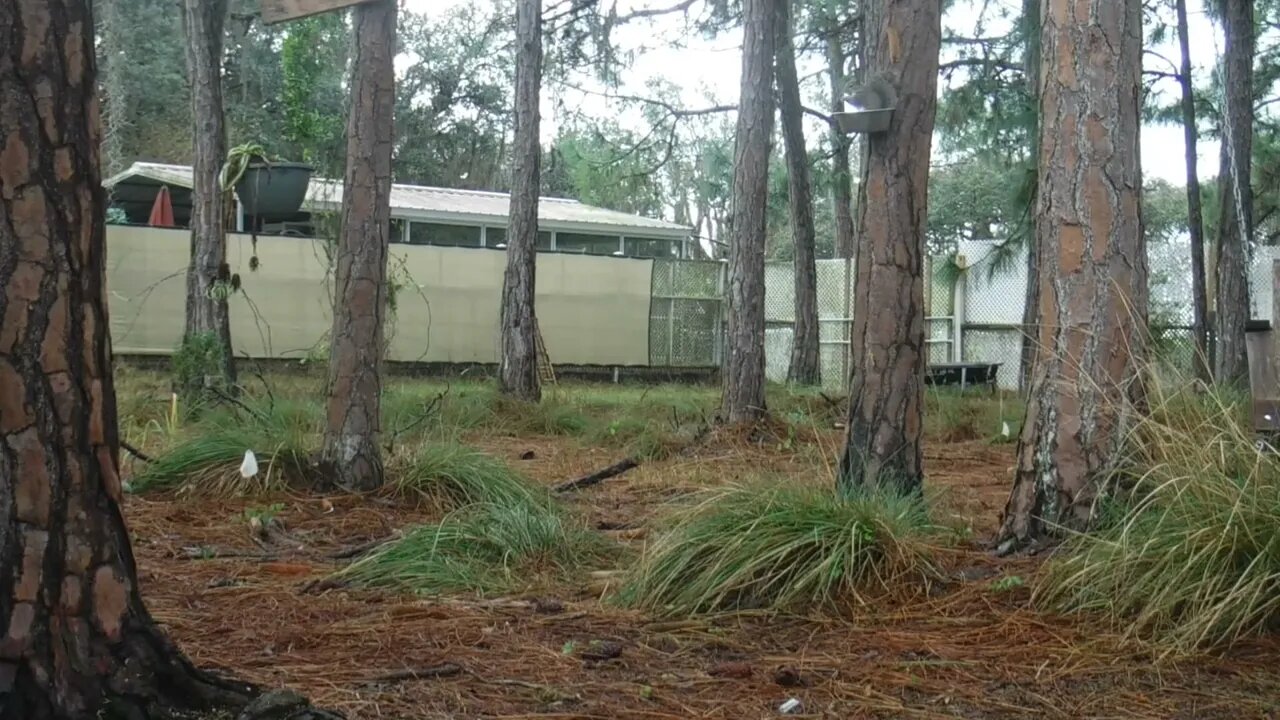 Good morning from us at Venus Ranch in Venus, Florida.