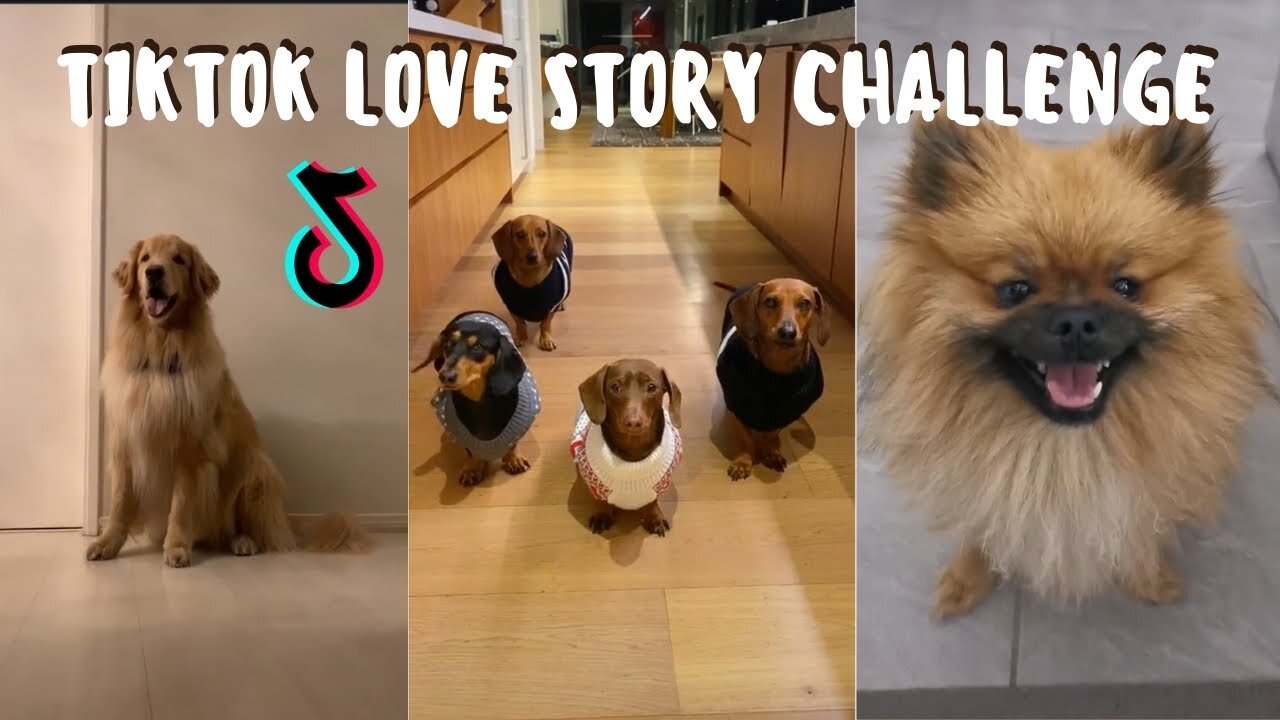 TIK TOK Compilation - Check Out These Cute Dogs Totally In Love