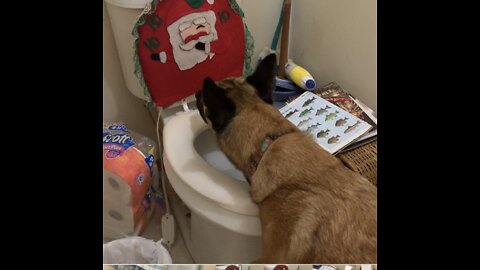 Malinois dog gets nothing for Christmas.