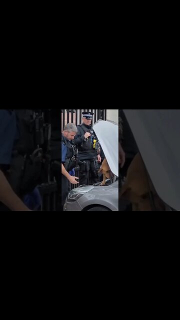 Sniffer dogs searchable car out side the gate's of Buckingham Palace #buckinghampalace