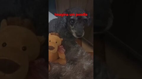 poodle e um leão 🦁